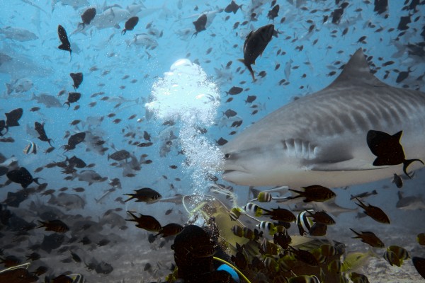 Tiger Shark by Michael Brown
